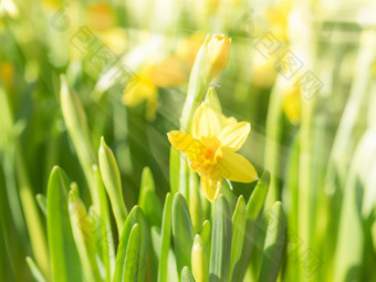 春天开花黄色的<strong>水仙花水仙花</strong>花明亮的