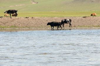 牛放牧谷蒙古水源