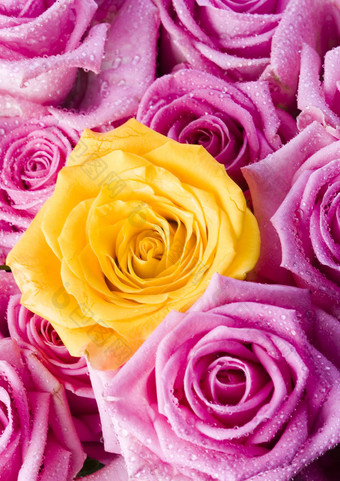 美丽的<strong>玫瑰</strong>美妙的春天生动的主题