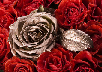 浪漫的玫瑰美妙的春天生动的主题