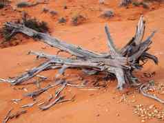 干旱沙漠死树树干