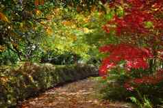 路径秋天填满有斑点的光颜色
