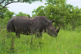 犀牛非洲布什