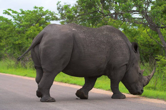犀牛穿越路非洲