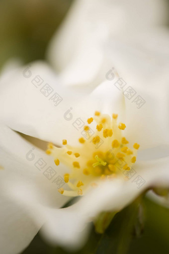 黄色的白色山茱萸花