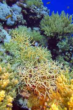色彩斑斓的珊瑚礁多石的珊瑚水下
