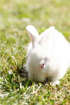 白色兔子