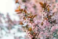 春天樱桃花朵特写镜头照片