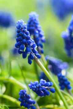 小蓝色的花春天
