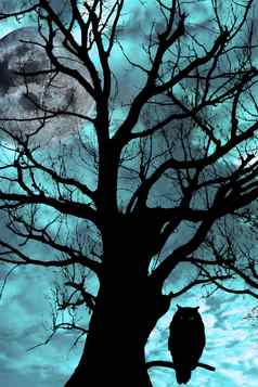猫头鹰栖息古老的树月光照耀的晚上