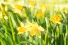 春天开花那喀索斯水仙花黄色的阳光照射的花