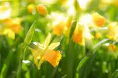 黄色的春天花那喀索斯水仙花明亮的阳光