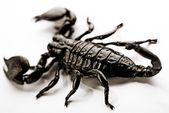 黑色的蝎子埃佐蒂克动物明亮的主题