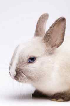 复活节兔子春天色彩斑斓的明亮的主题