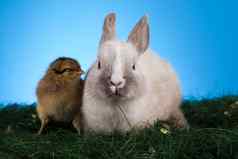 快乐复活节小鸡兔子