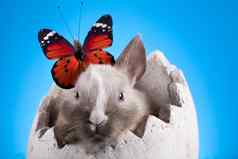 复活节兔子春天色彩斑斓的明亮的主题