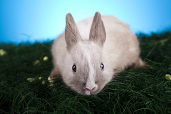 兔子草春天色彩斑斓的明亮的主题