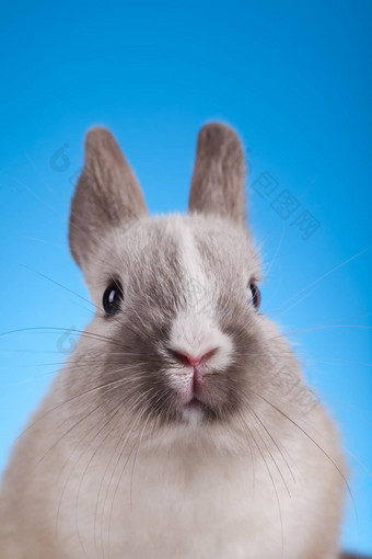 好奇的兔子春天色彩斑斓的明亮的主题