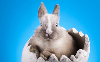 复活节兔子白色蓝色的天空背景
