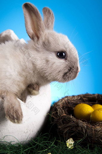 快乐复活节婴儿<strong>兔子</strong>春天色彩斑斓的明亮的主题