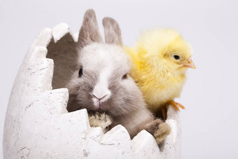 复活节小鸡兔子表格