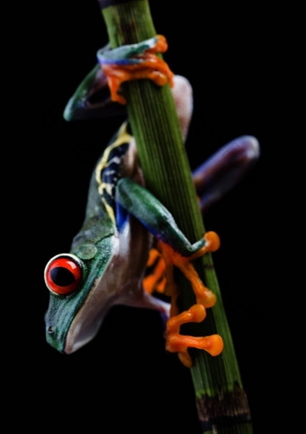 红色的眼青蛙绿色树色彩斑斓的背景