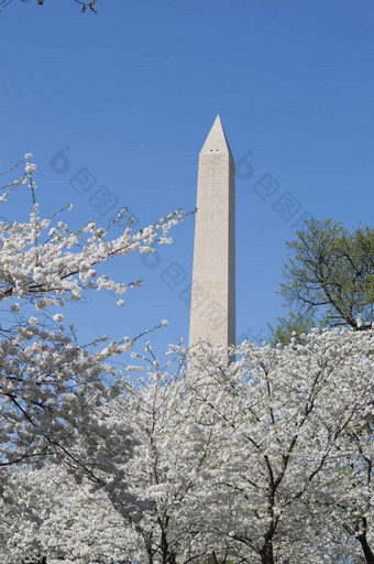 华盛顿纪念樱桃花环节日
