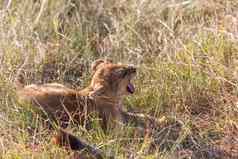 狮子幼崽平原肯尼亚