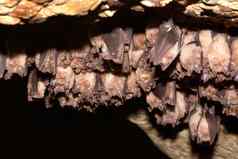集团更大的马蹄蝙蝠犀牛属铁马鞭