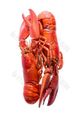 爱的红色的龙虾孤立的白色背景