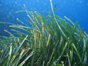 posidonia<strong>大洋洲</strong>