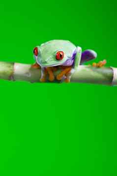 异国情调的青蛙色彩斑斓的背景