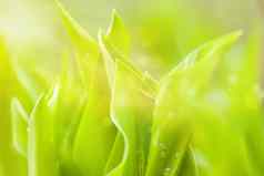 水滴绿色植物叶春天自然