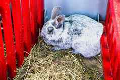 兔子兔子细胞农场