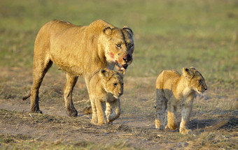 母狮狩猎幼崽