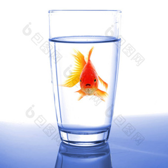 金鱼玻璃水