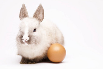 兔子白色春天色彩斑斓的明亮的主题