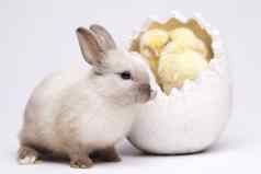 复活节小鸡兔子表格