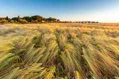 年轻的小麦日益增长的绿色农场场蓝色的天空