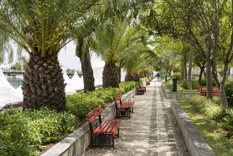 热带街棕榈树