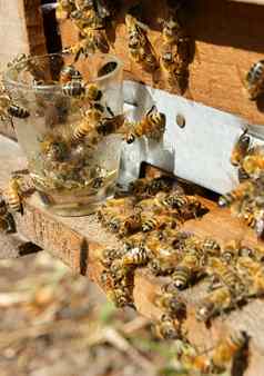 养蜂越南蜂巢蜜蜂蜂蜜