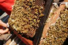 养蜂越南蜂巢蜜蜂蜂蜜