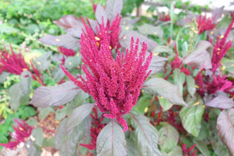 astilbe