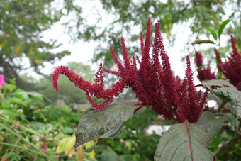 astilbe