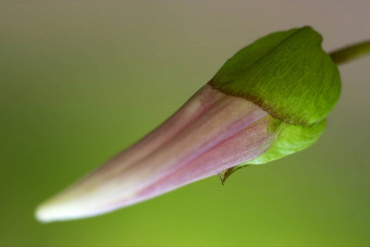 粉红色的花风铃rapunculus樟子