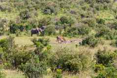 大象家庭长颈鹿走稀树大草原