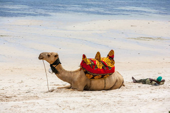 骆驼说谎沙子