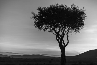 非洲树日光日落肯尼亚