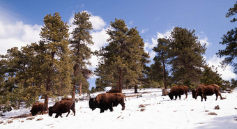 北美国野牛水牛漫游山坡上新鲜的雪蓝色的天空