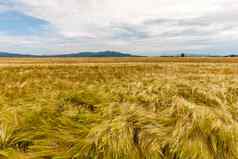 年轻的小麦日益增长的绿色农场场